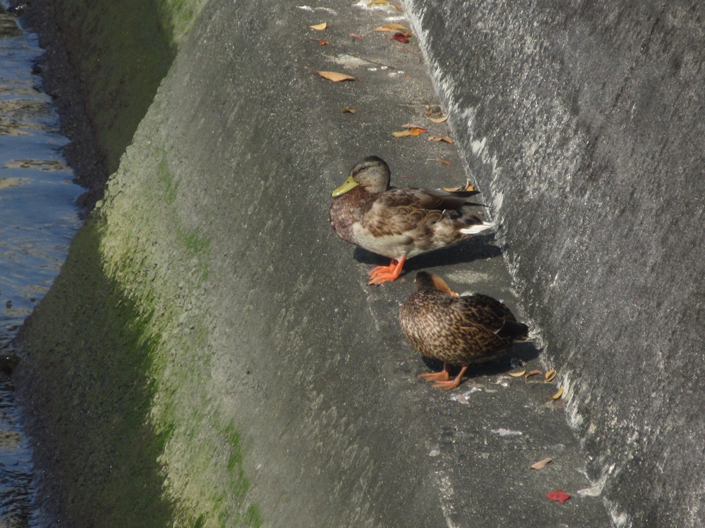 浜辺の鳥たち⑤