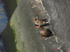 浜辺の鳥たち⑤