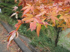 秋の紅葉