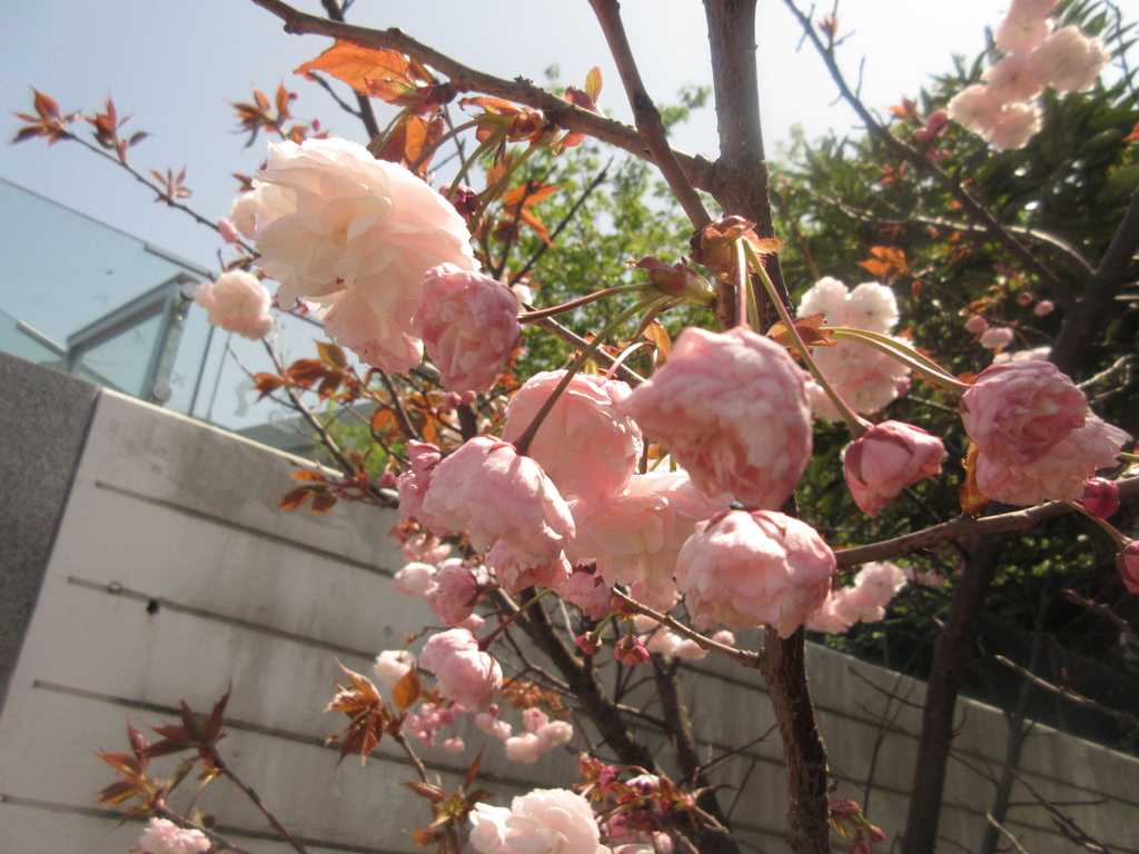 晴れた日と桜①