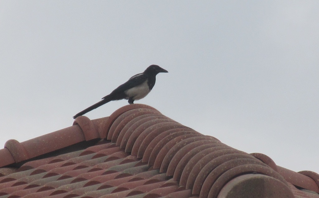 屋根の上のカササギ