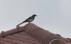 屋根の上のカササギ