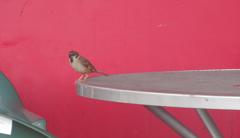 テーブルの上のスズメ