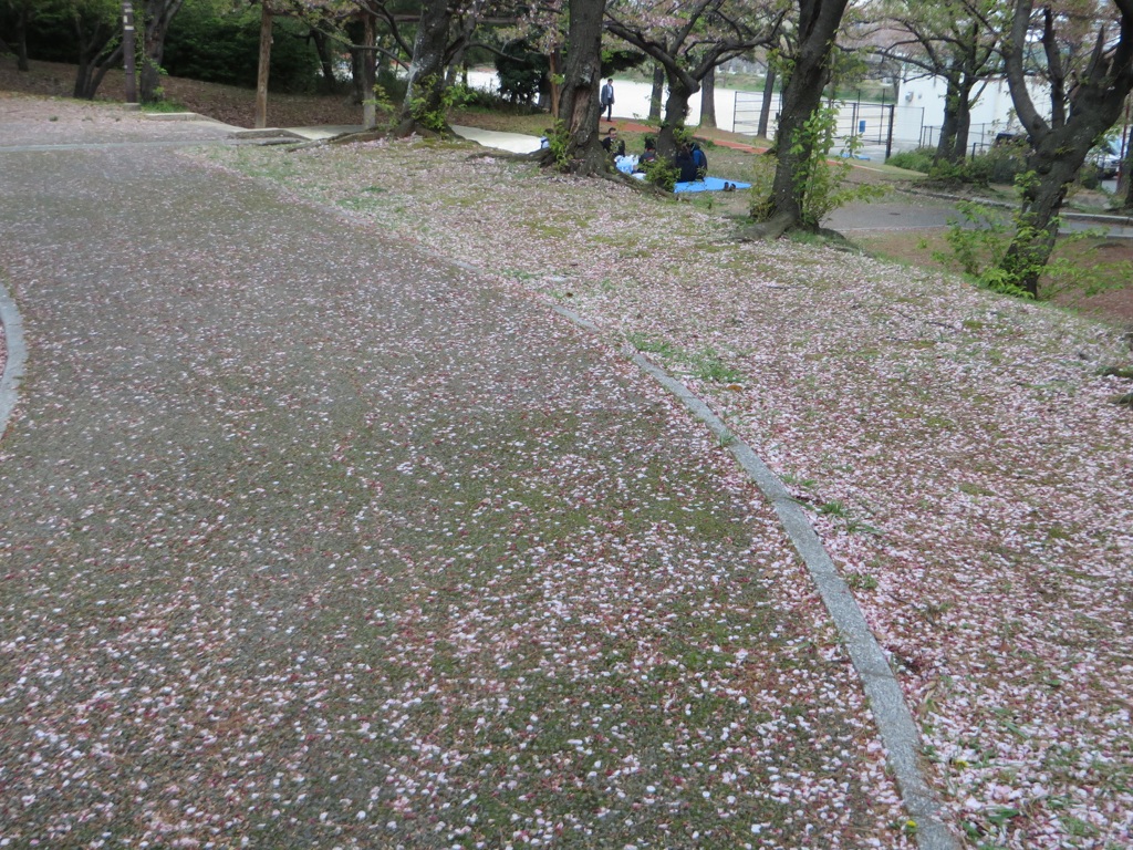 散る桜②