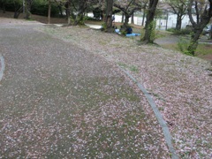 散る桜②