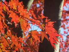 秋の紅葉　②