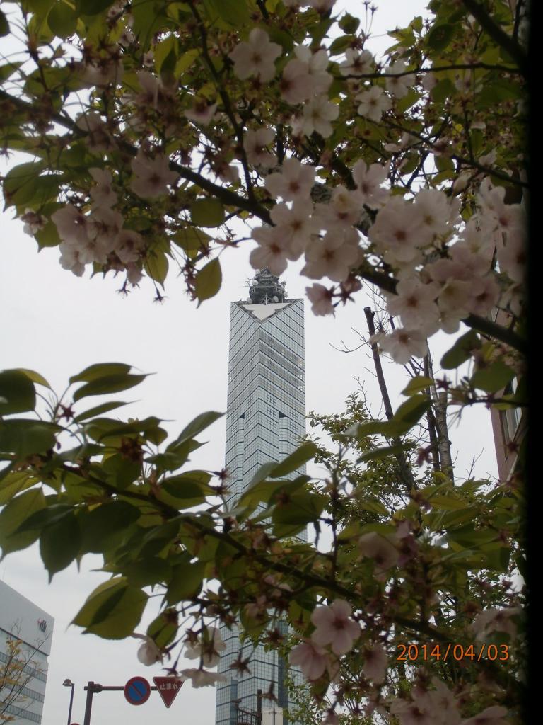 桜と福岡タワー