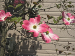 ハナミズキ　①