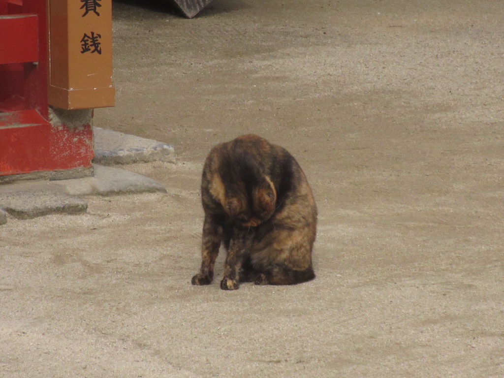 いろいろな素振りの猫ちゃん③