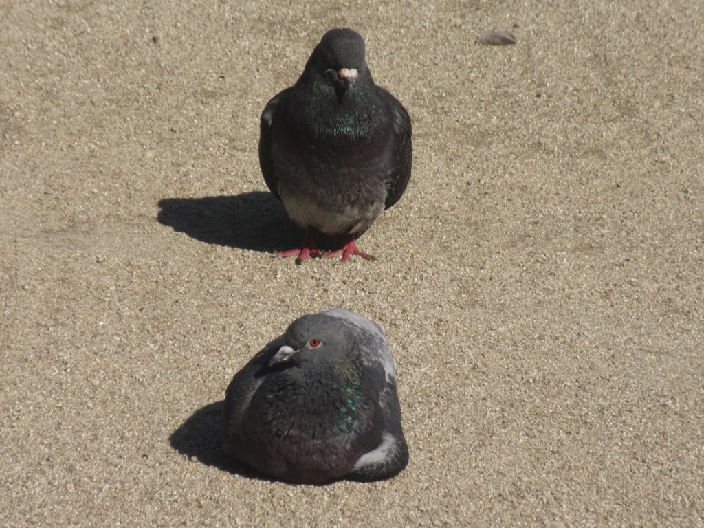 おとなしい鳩さん