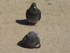 おとなしい鳩さん