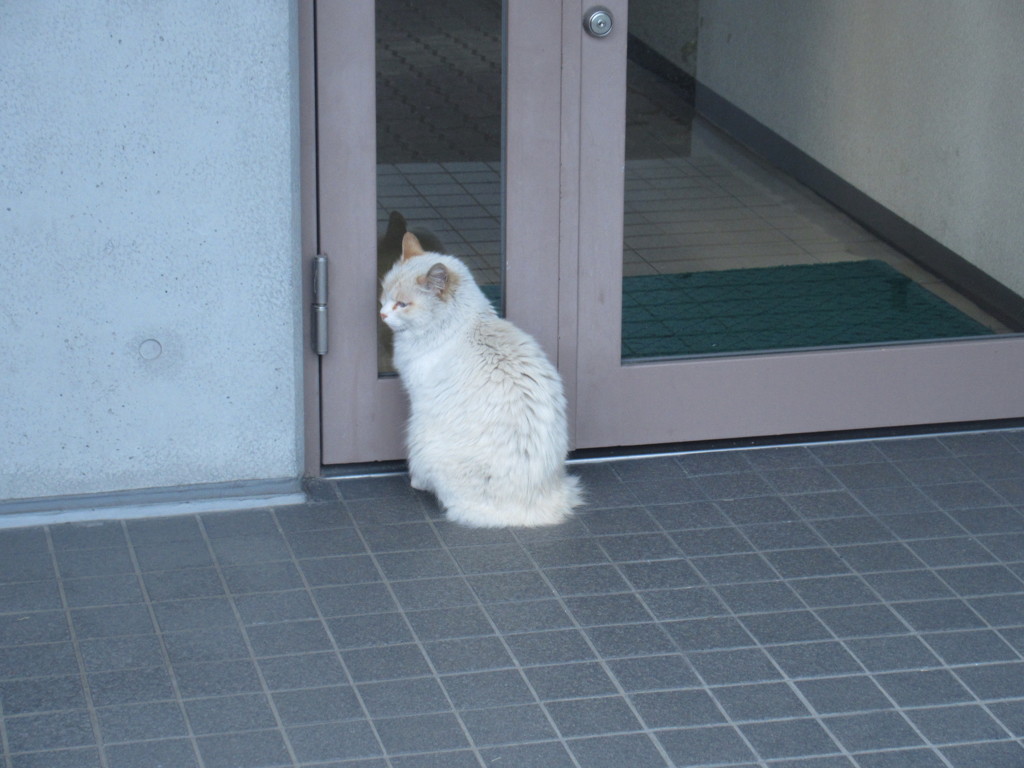 なぜか出入り口でたたずんでる猫ちゃん