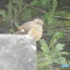 ジョウビタキ雌①