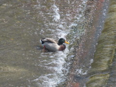 流れに逆らいながらも水を飲む鴨②