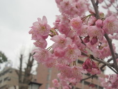 櫛田神社の桜③