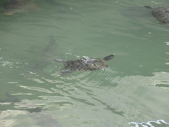 池を泳ぐ亀さん　④