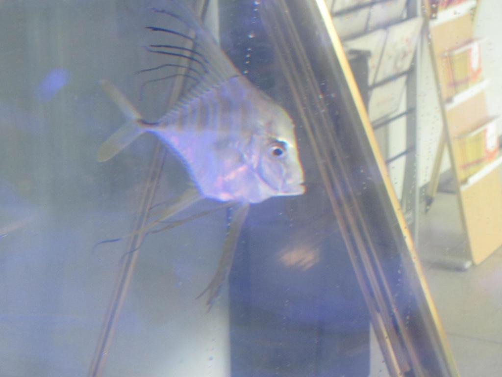 博多シティでの天空の水族館⑤