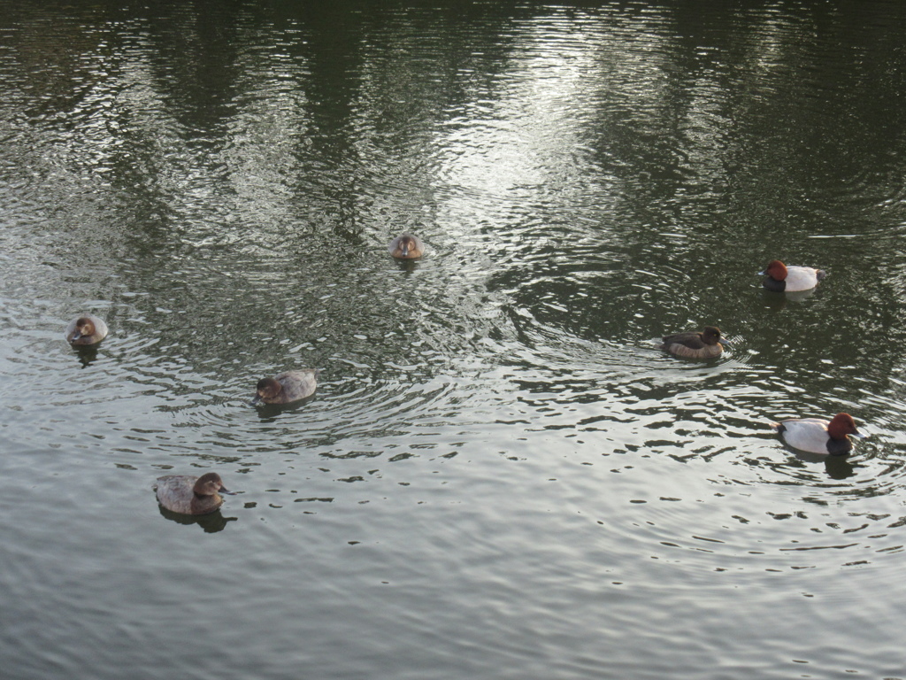 福岡城前の池を泳ぐカモの群れ⑦