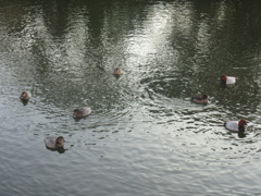 福岡城前の池を泳ぐカモの群れ⑦