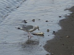 魚の死骸を突っつく川辺のカモメ③