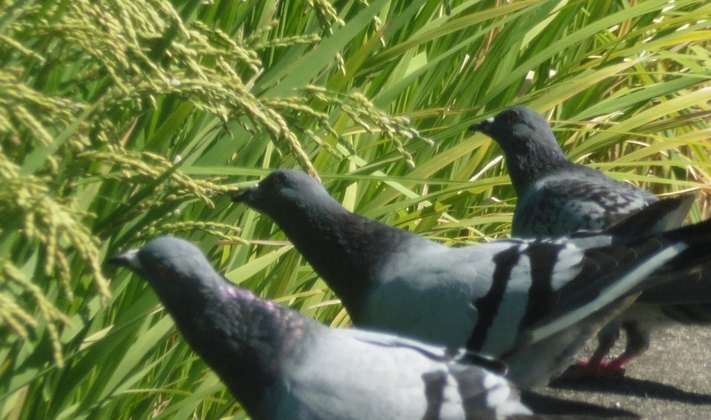 稲穂を食べる鳩③