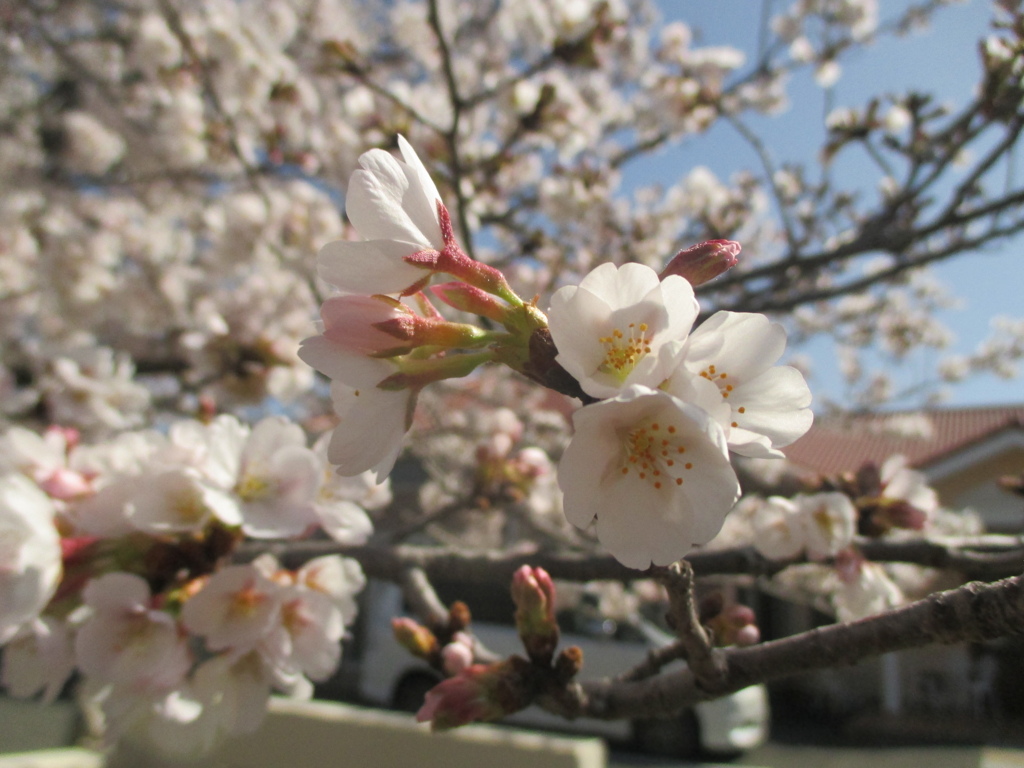 桜の開花　⑩
