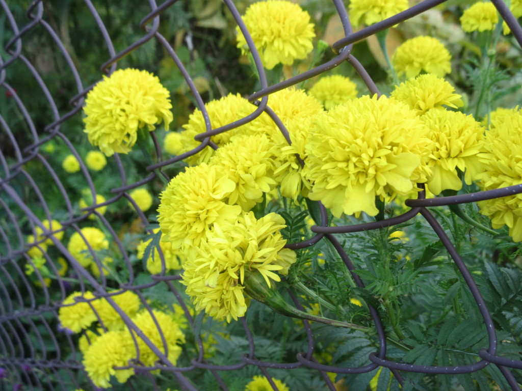 田舎で見かけた黄色の花