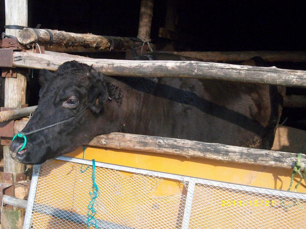 田舎で飼育されてた牛