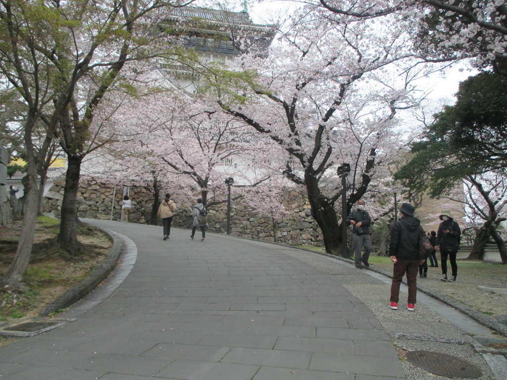 小倉城公園の桜　④
