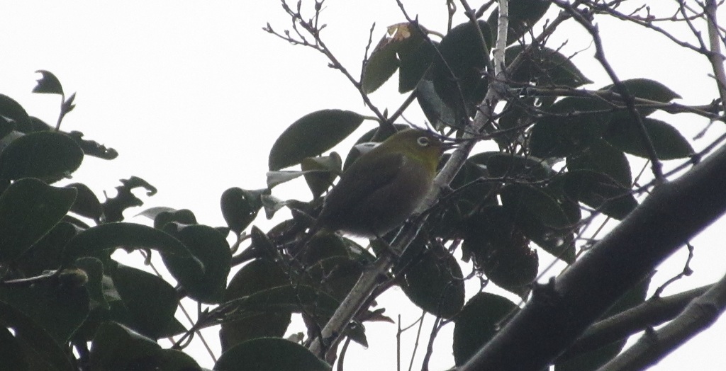 枝の上にとまるメジロ