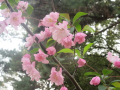 色鮮やかに咲く桜　①