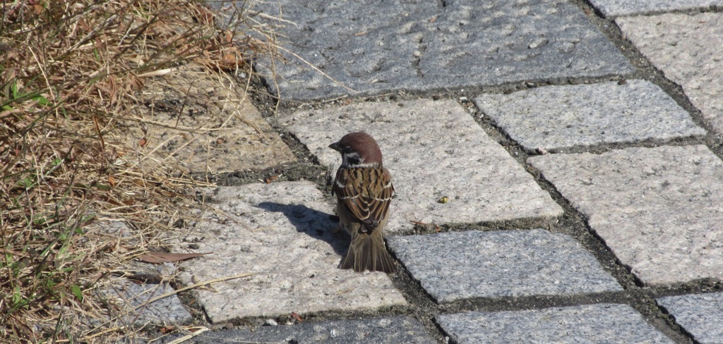 餌を探すスズメ②