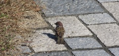 餌を探すスズメ②