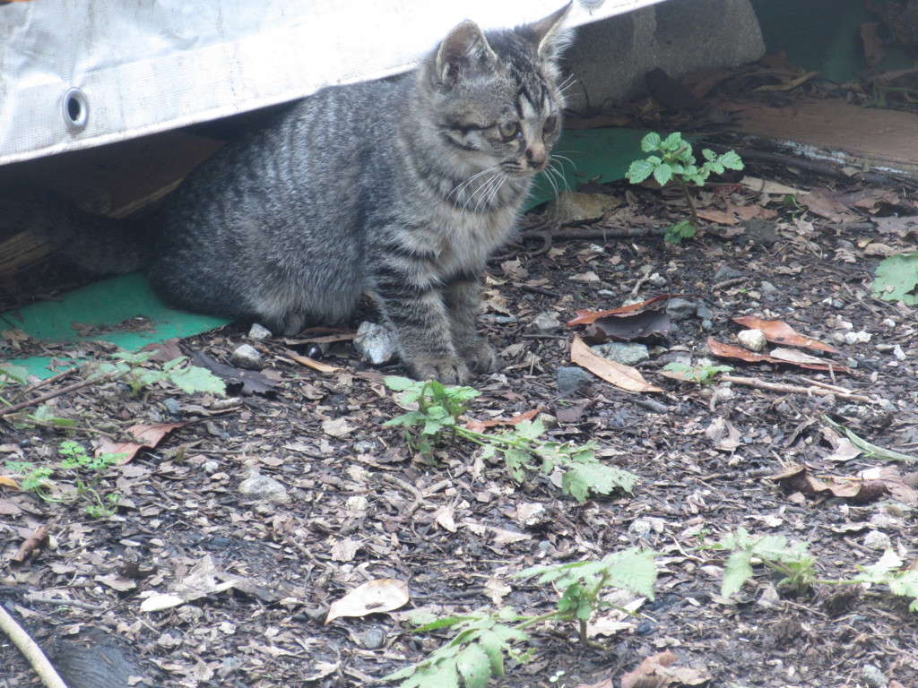 ゆかいな猫ちゃんたち④