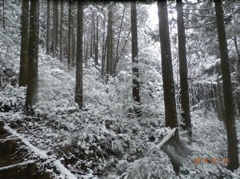 雪に覆われた登山道②