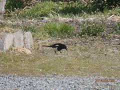 民家の庭で餌を探すカササギ