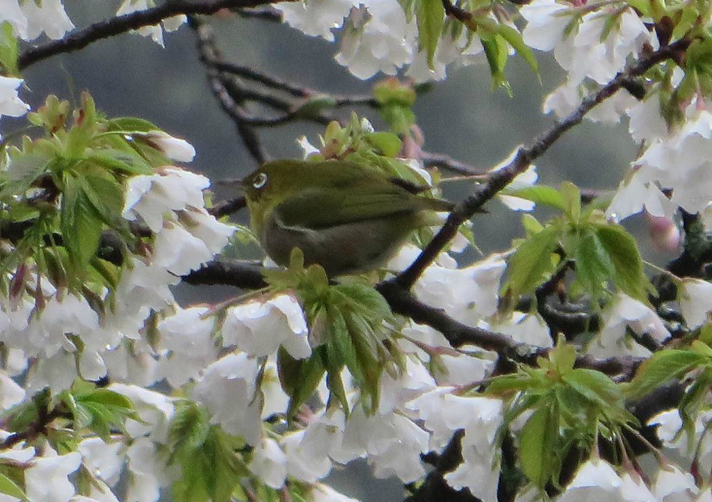桜とメジロ⑤