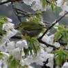 桜とメジロ⑤