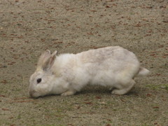 福岡市動物園のうさぎ①