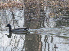 池を泳ぐカモ②