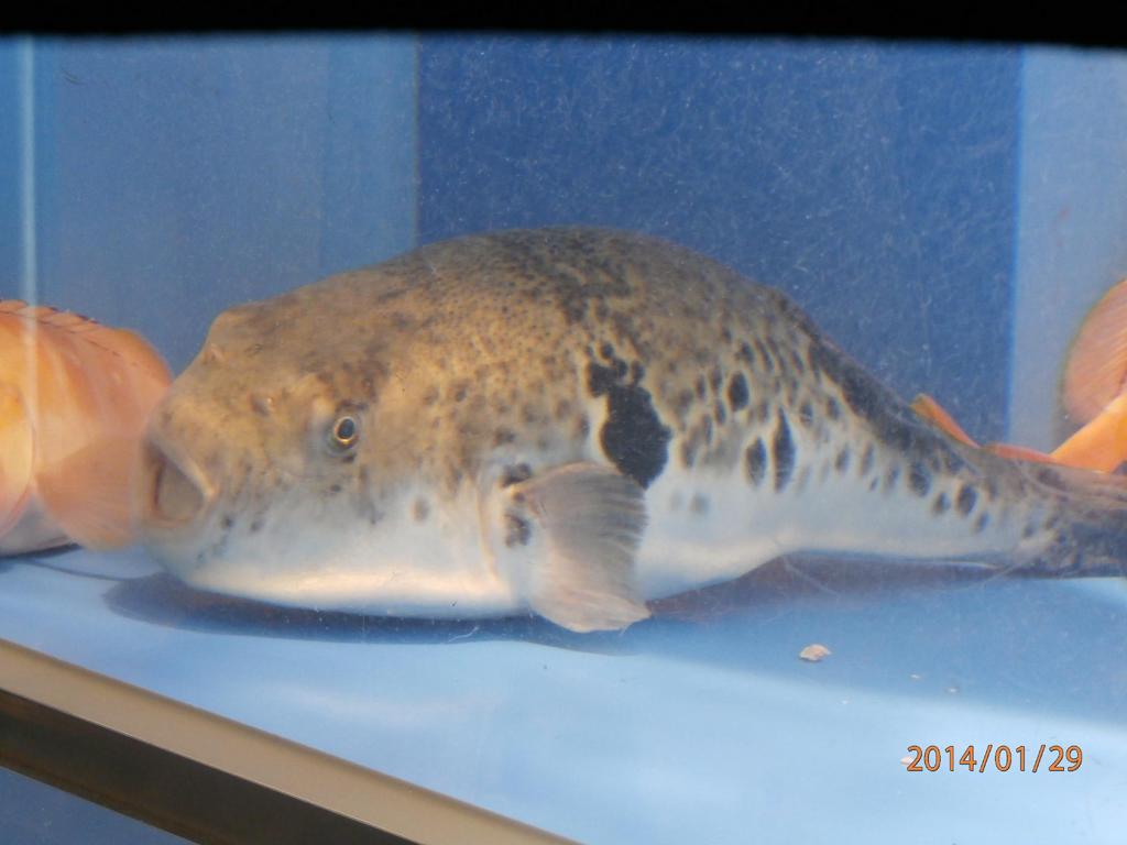 水槽の中の魚③