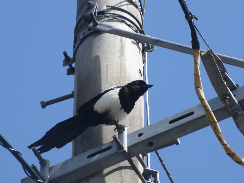 電線の上のカササギ②