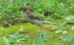 飛ぶ瞬間のスズメ