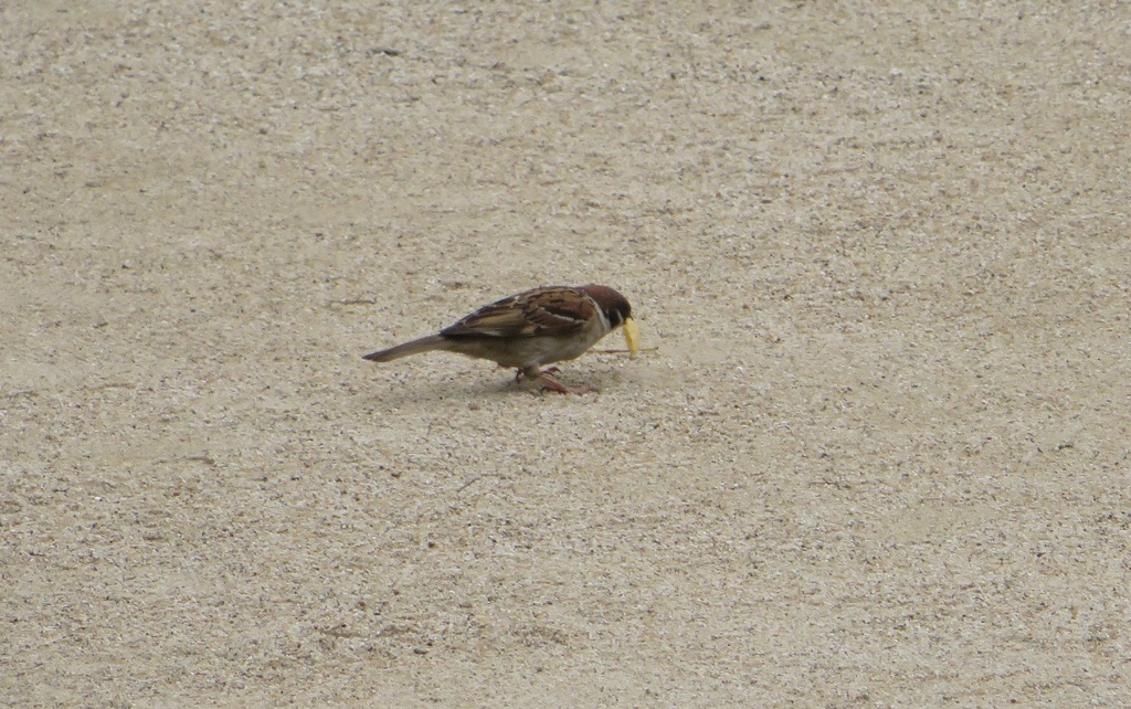 餌をくわえているスズメ①