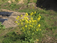 田舎に咲く菜の花