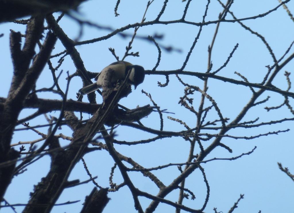 枝の上でえさを突っつくシジュウカラ①