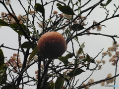 雨に濡れたみかん