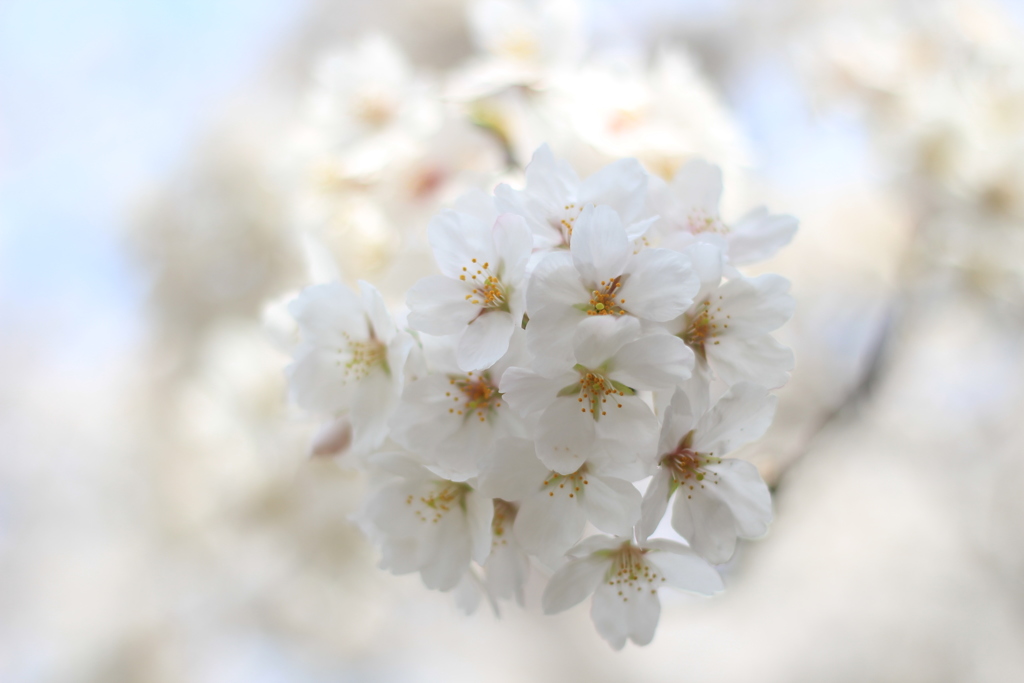 桜