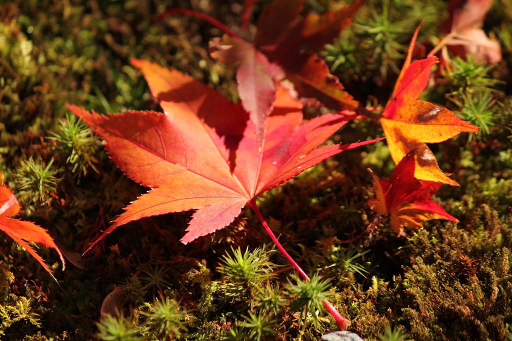 落ちた紅葉