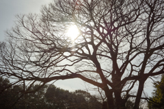 冬の太陽